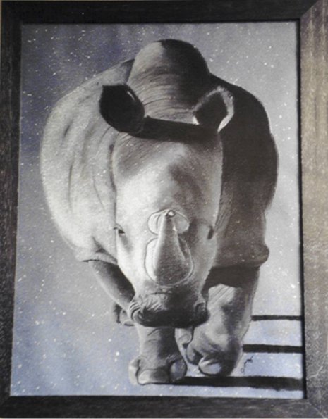 rhinoceros de face