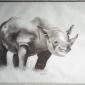 rhinoceros fusain 50 65
