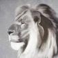 tete de lion fusain