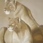pumas