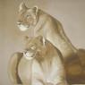 pumas